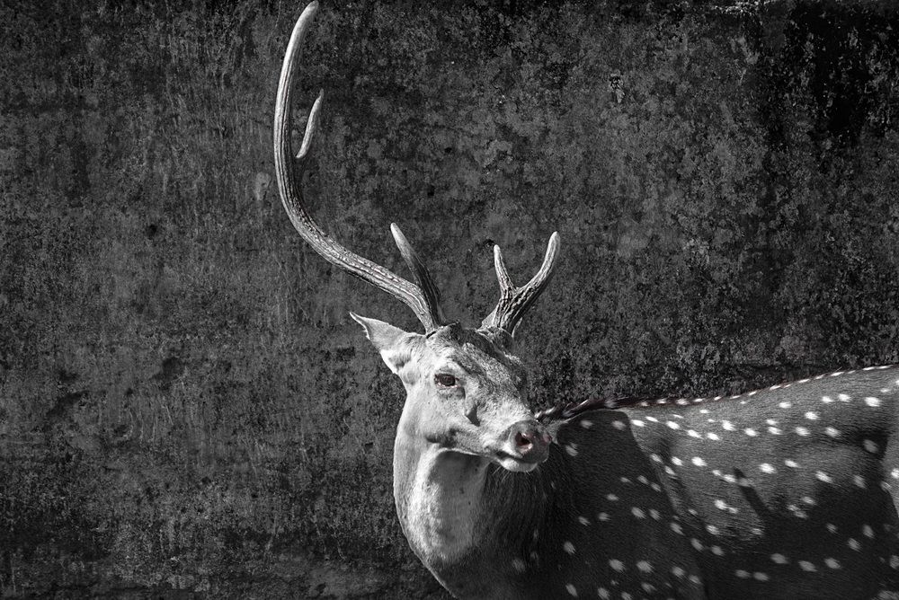 Photograph by Yogarajah Jathumilan