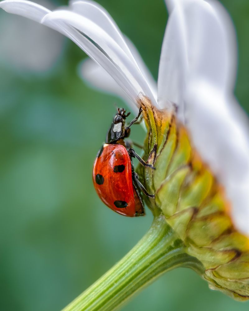 Photograph by Isaeva Maria