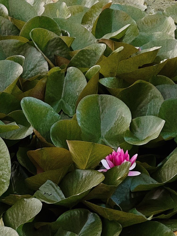 Photograph by Юлия Belonogaia