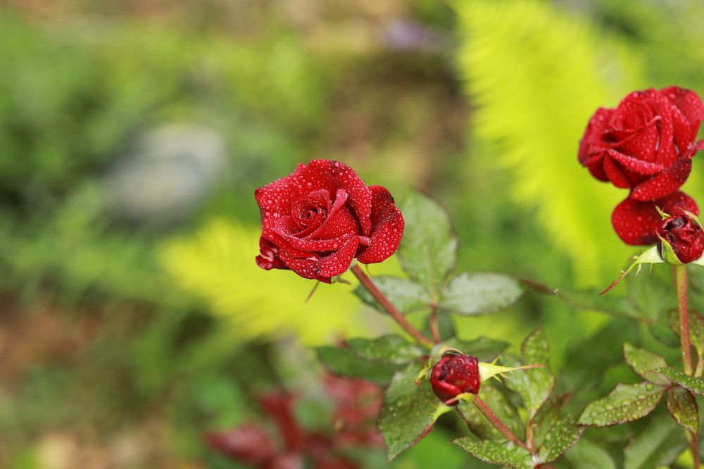 Photograph by Марина Юрченко