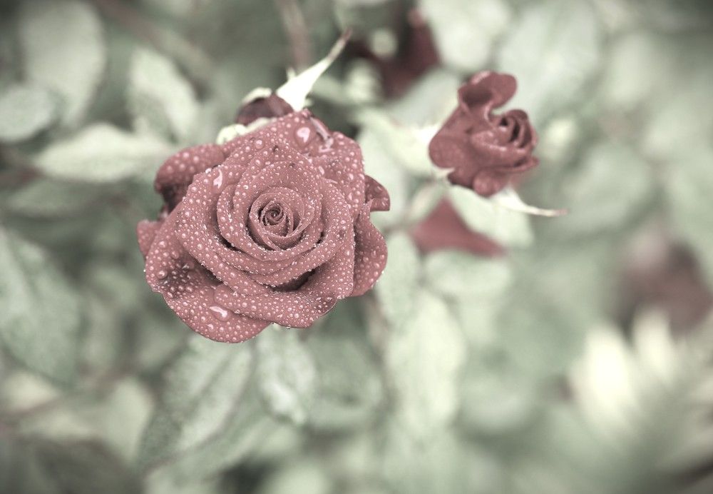 Photograph by Марина Юрченко