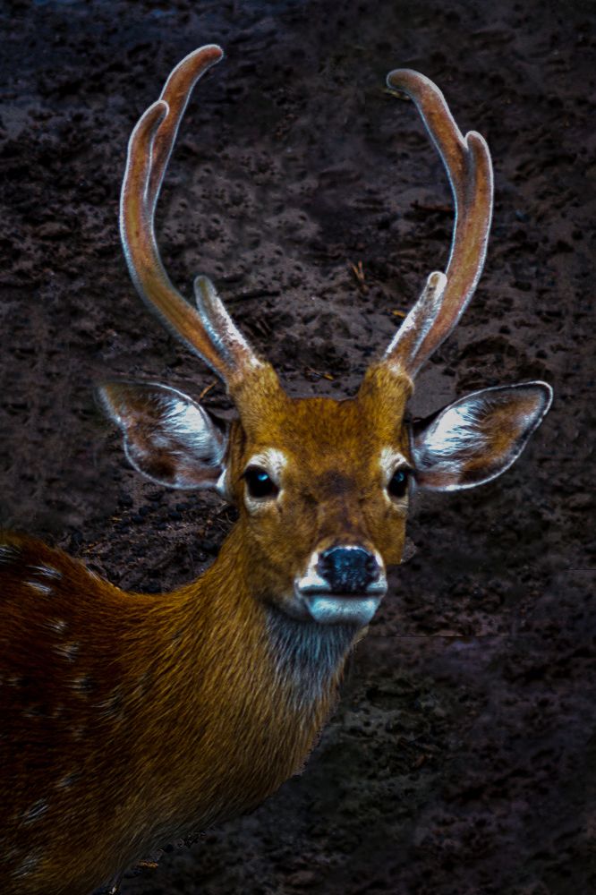 Фотография автора ChonTin NeCoTi