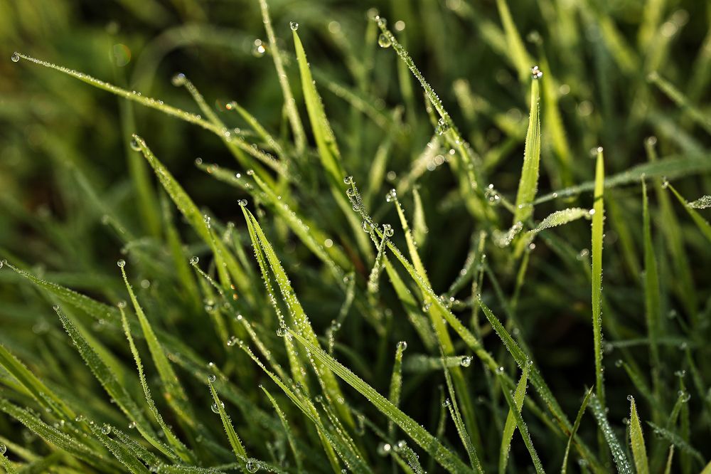 Photograph by Елена Одынец