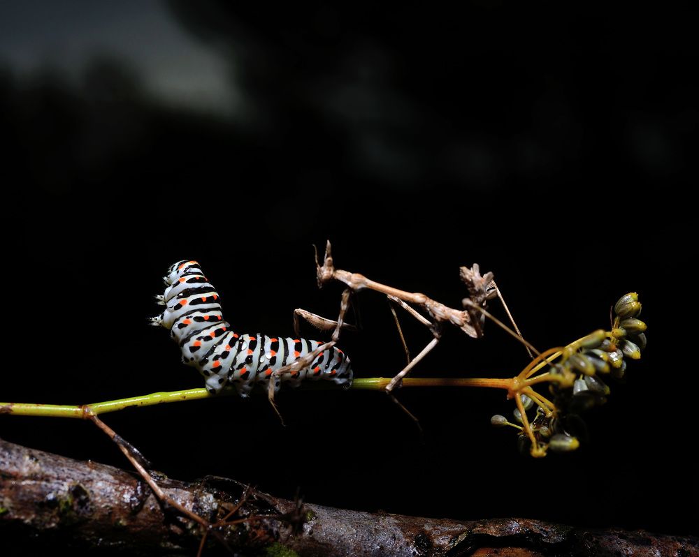 Photograph by Bekir Yesiltas