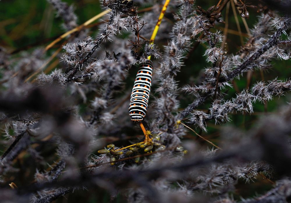 Photograph by Bekir Yesiltas