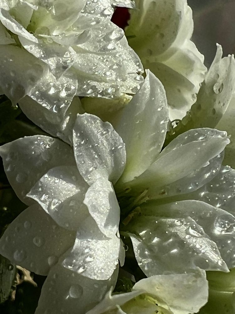 Photograph by Eugenia Schmidt