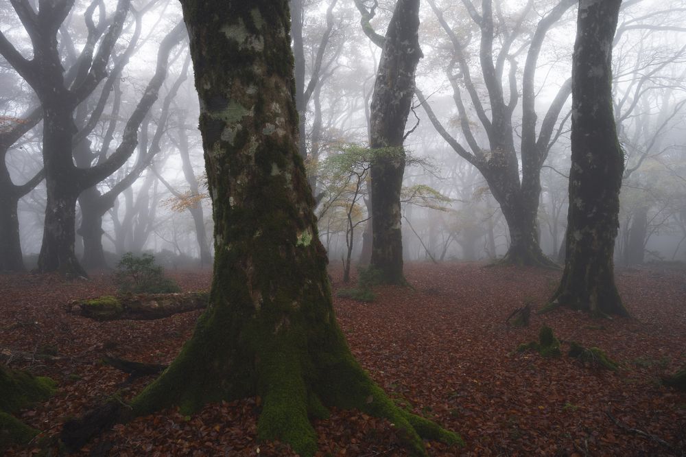 Photograph by Kaneko Atsushi