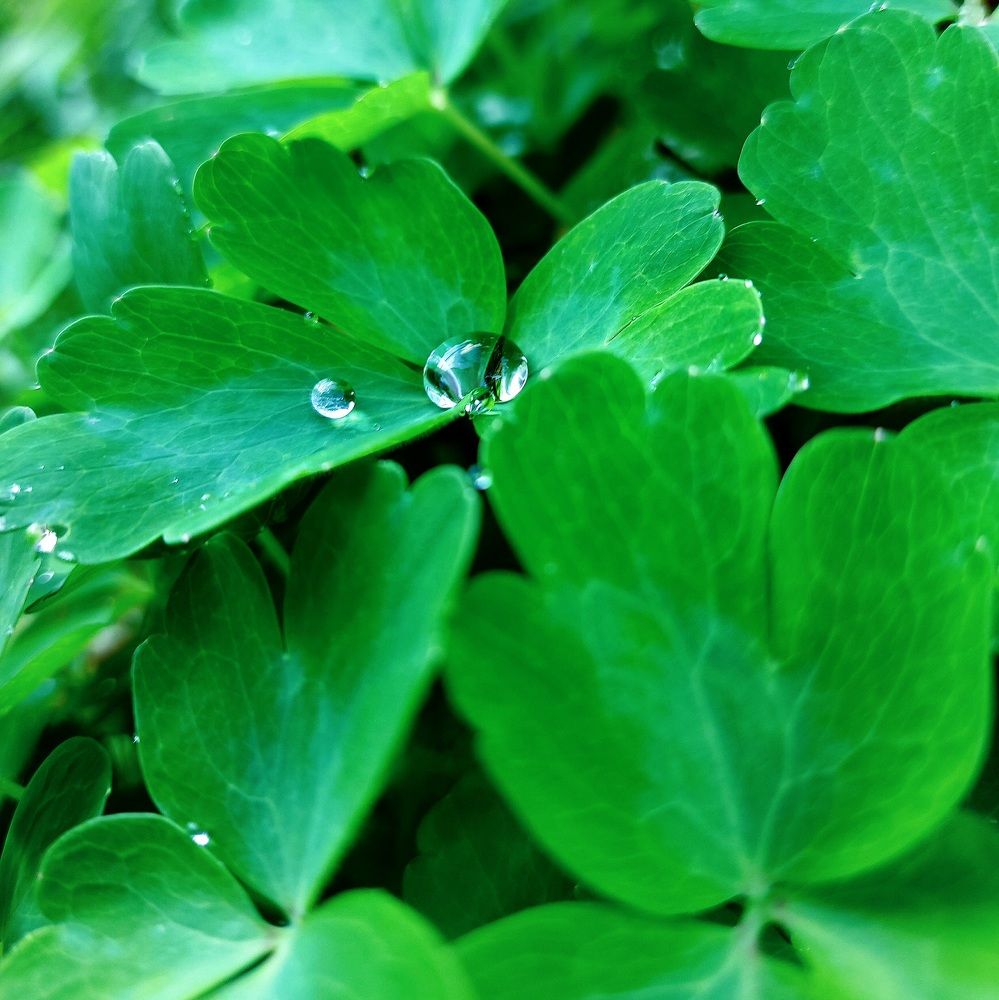 Photograph by Ирина Мекш