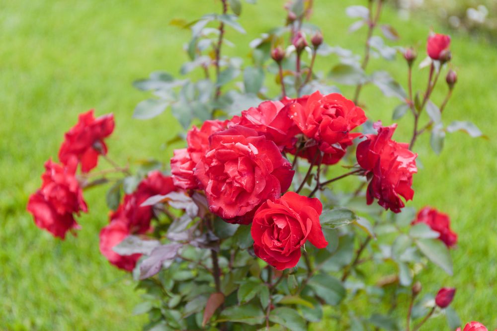 Photograph by DUBINA LEONID