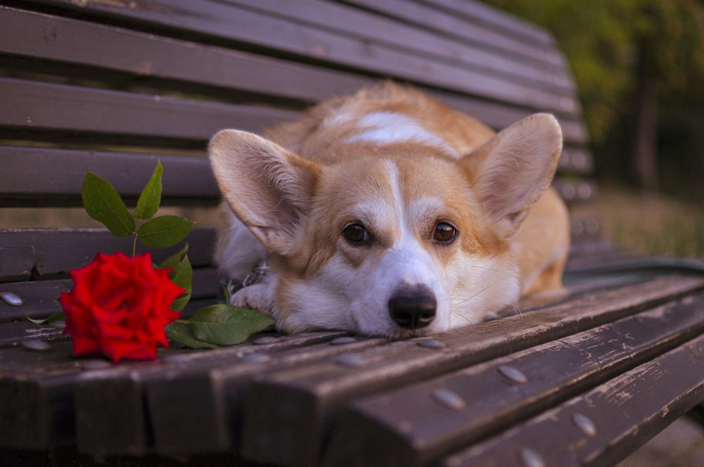 Photograph by Ирина