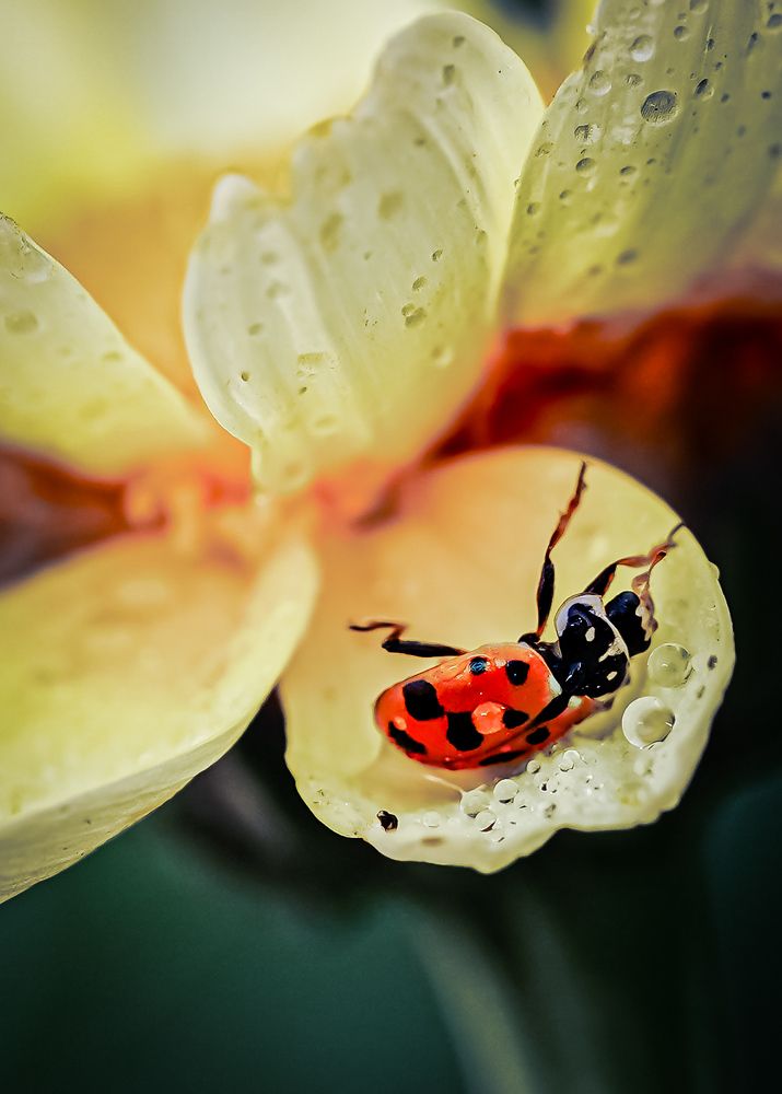 Photograph by kamran shirani