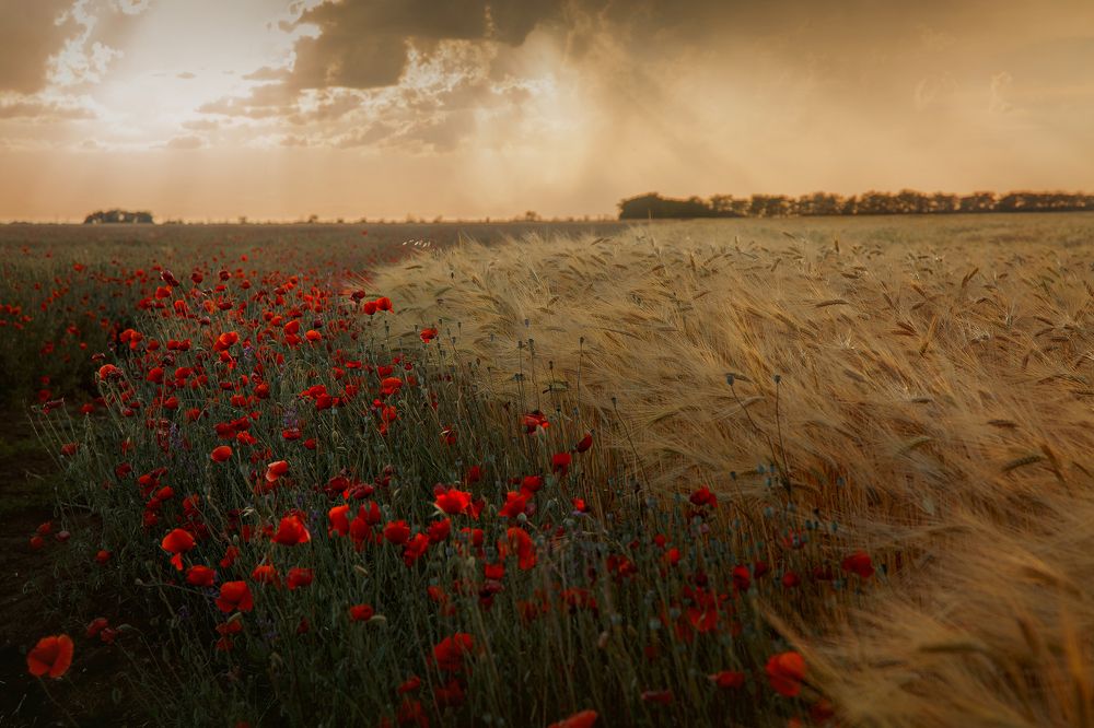 Photograph by Онучина Юлия