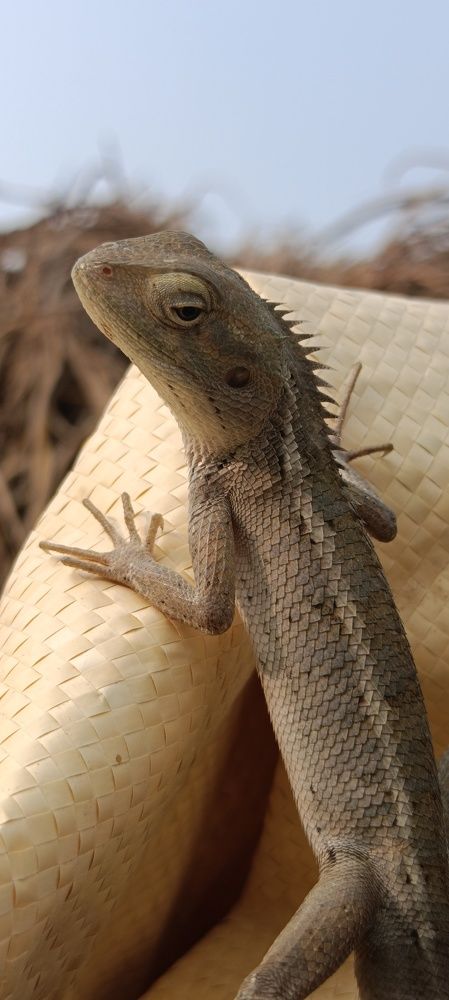 Photo #11472650