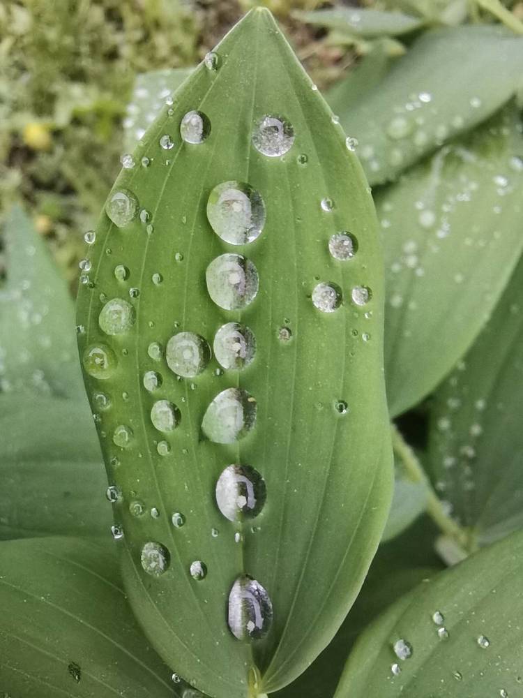 Photograph by Ольга Лукина