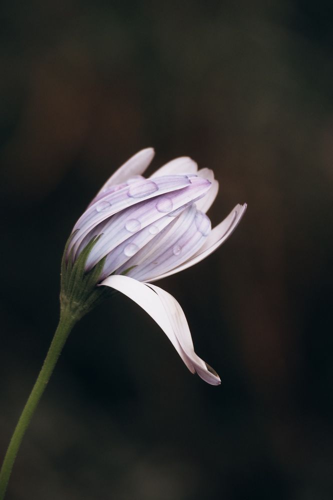 Photograph by Светлана Шибаршина