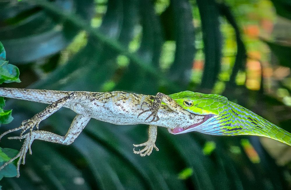 Photograph by Pakalon Janakan