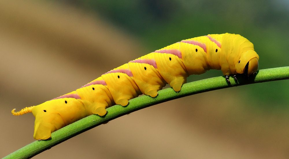 Photograph by Dhananjay J Thakur