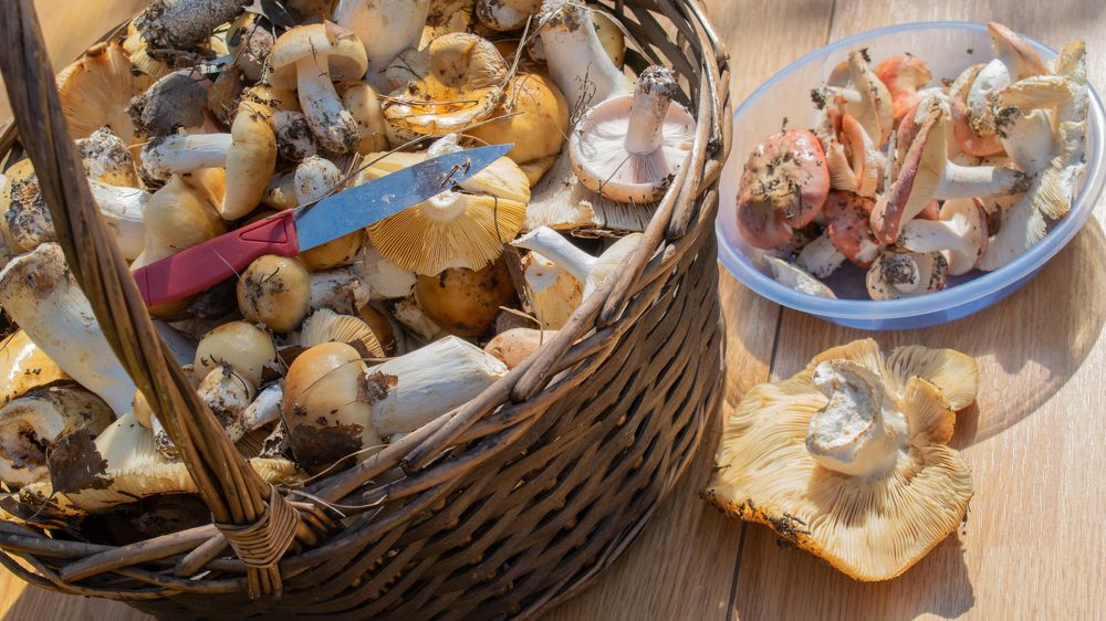 Photograph by Дмитрий Анисимов