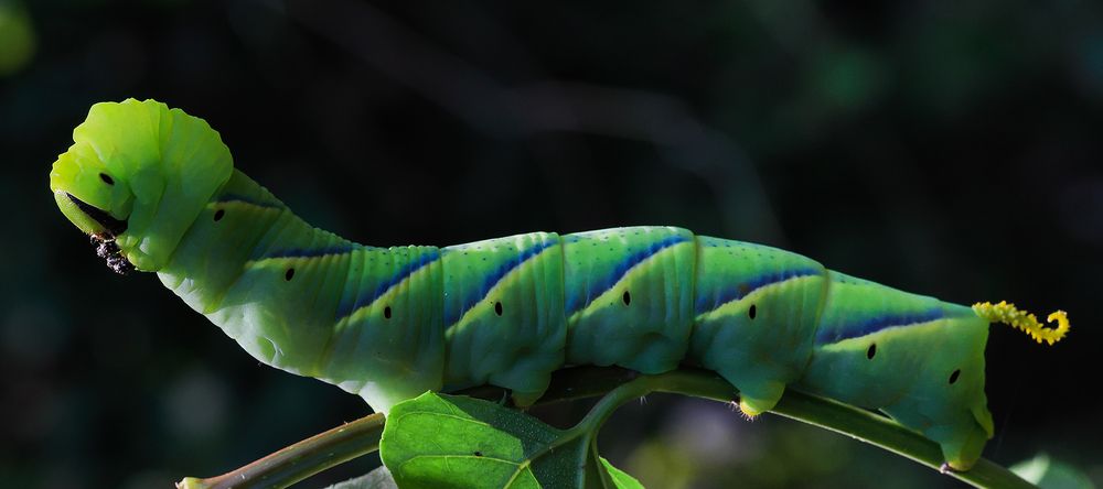 Photograph by Dhananjay J Thakur