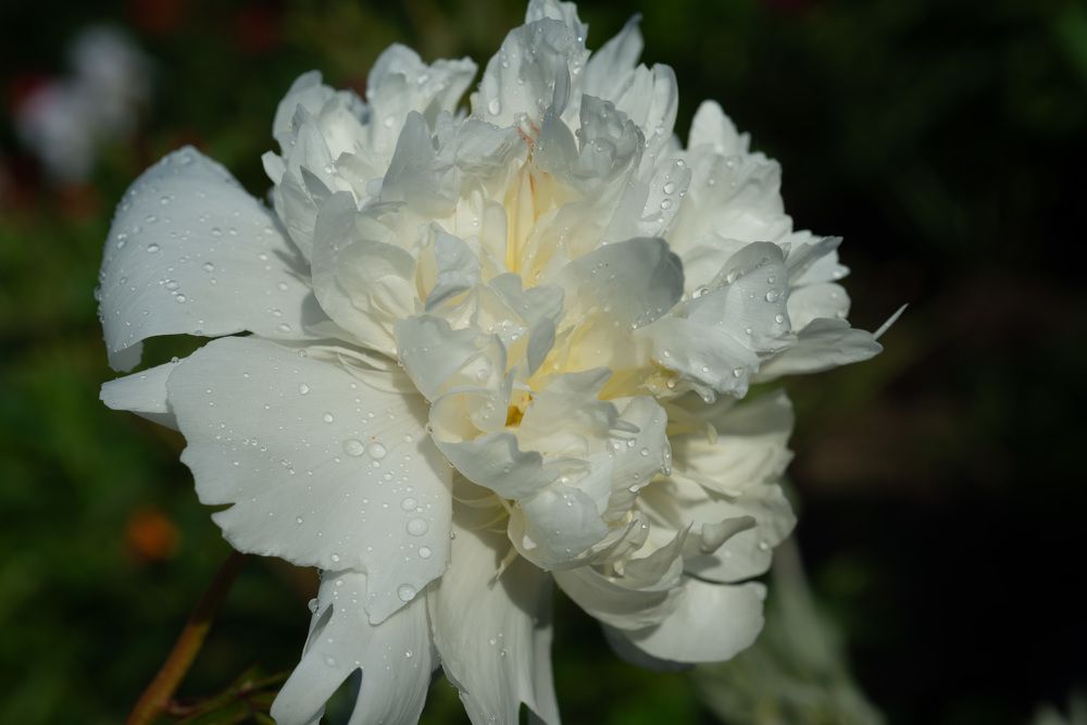 Photograph by Римма Волченко