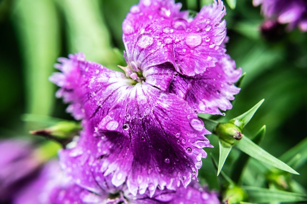 Photograph by Дмитрий Анисимов