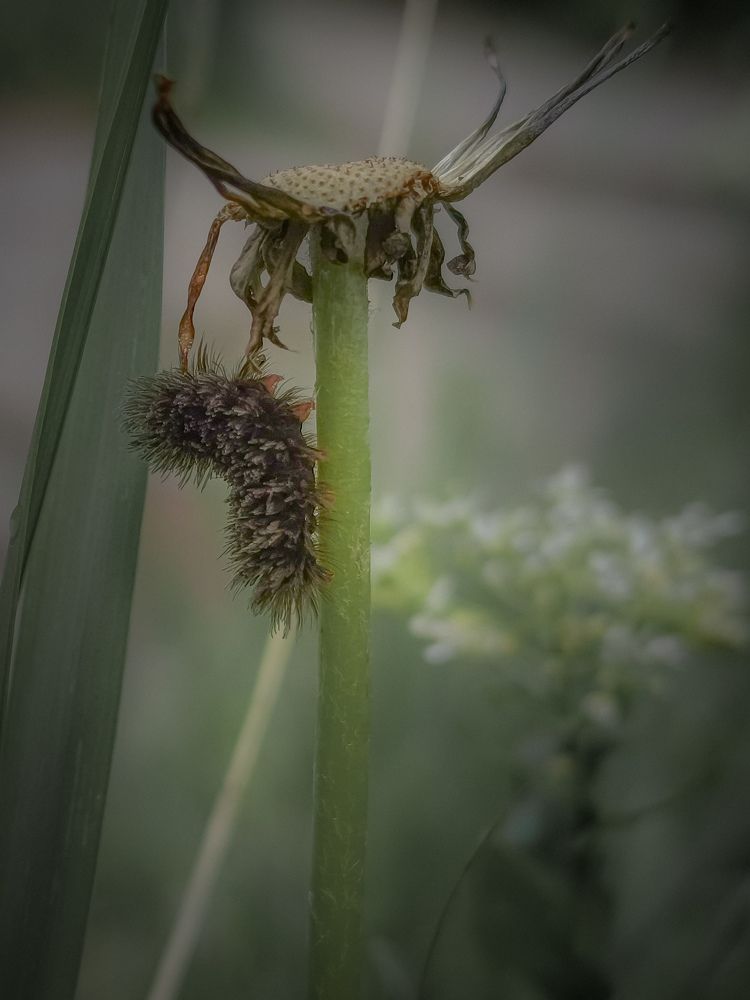 Photograph by Margarita Presidentova