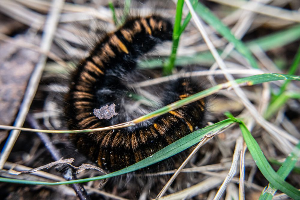 Photograph by Дмитрий Анисимов