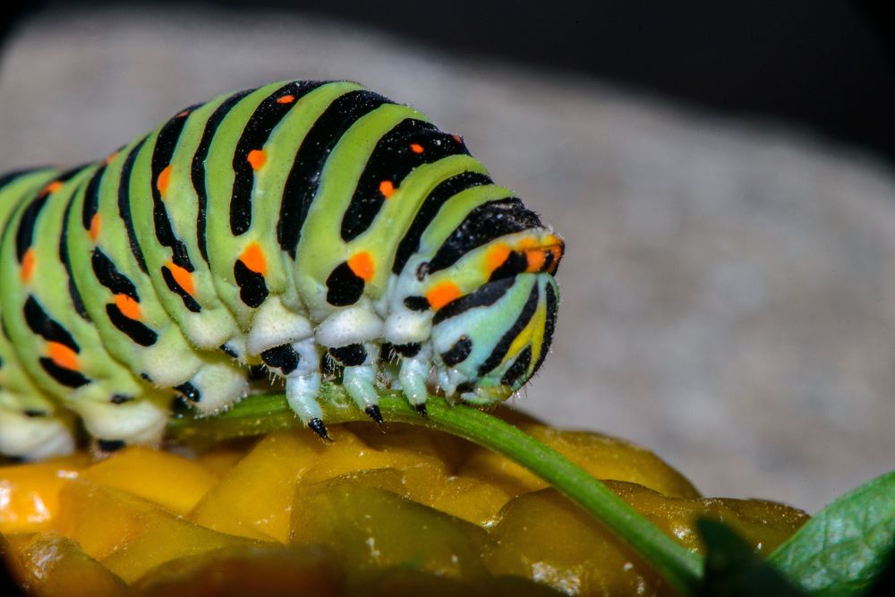 Photograph by Римма Волченко