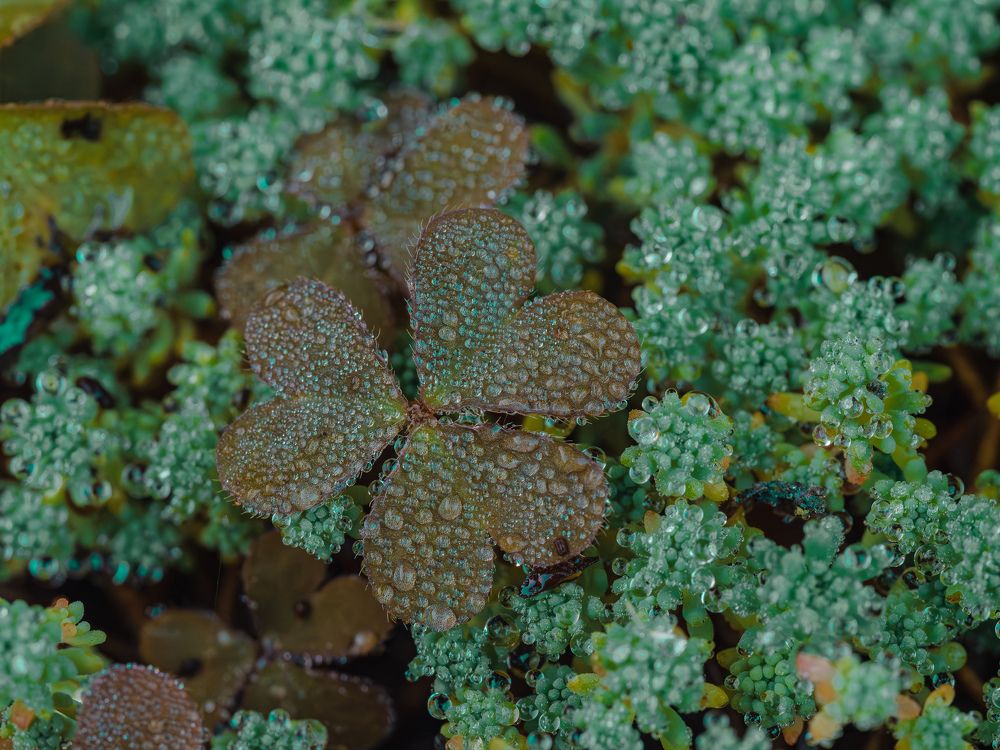 Photograph by Ирина Протченко