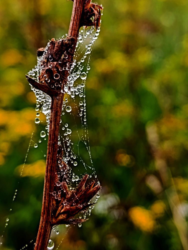 Photograph by Светлана Веселовская