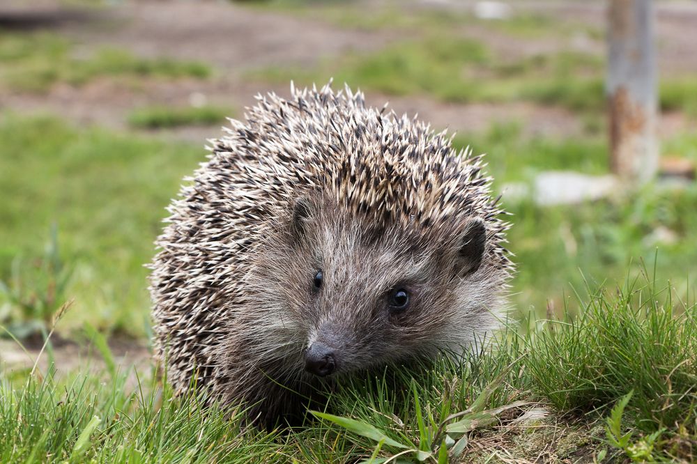 Photograph by виктор ковчин