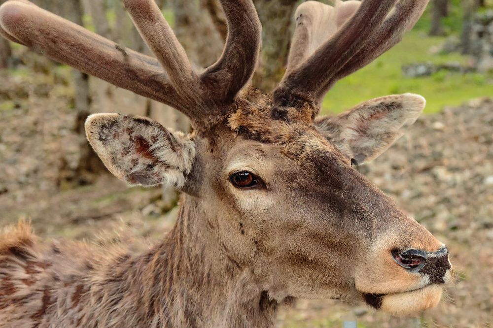 Photograph by Ирина Шибитова