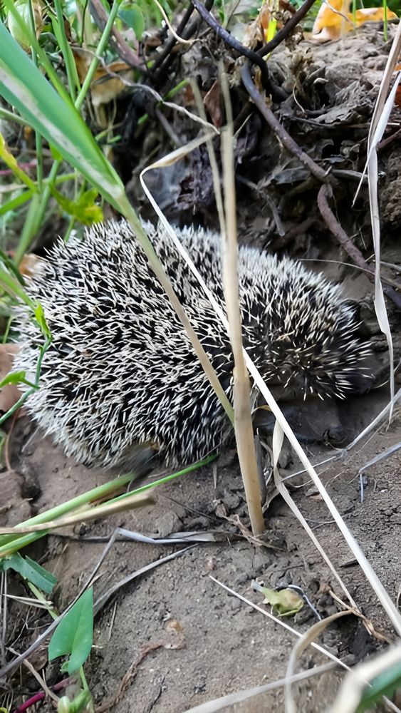 Photograph by Ирина Шибитова