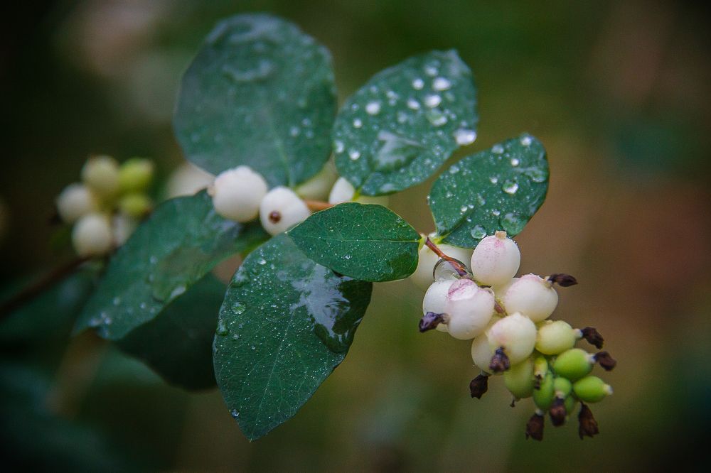 Photograph by Алексей Трифонов