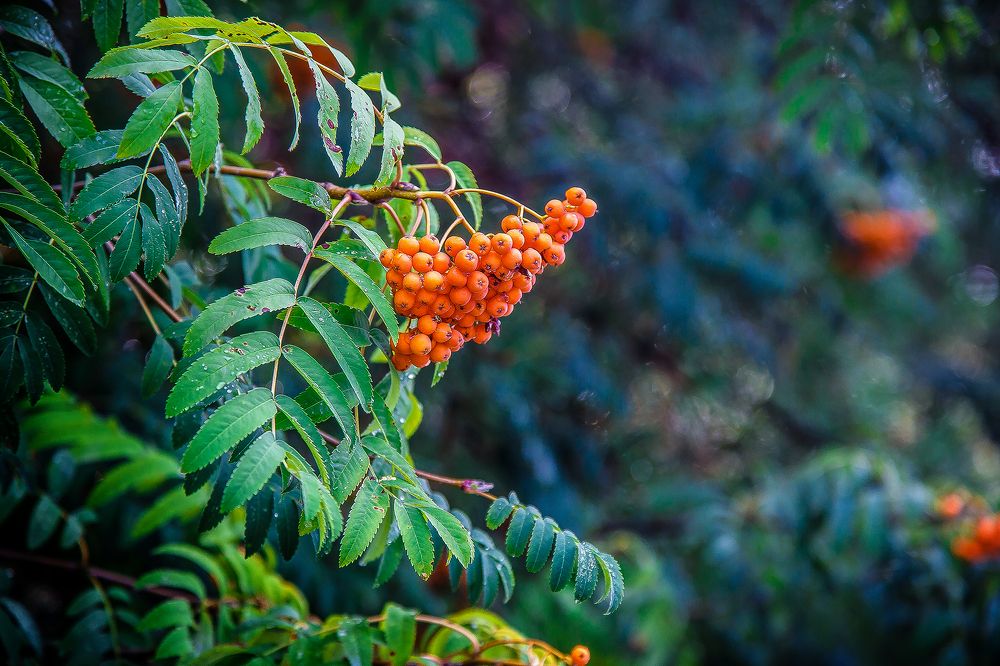 Photograph by Алексей Трифонов