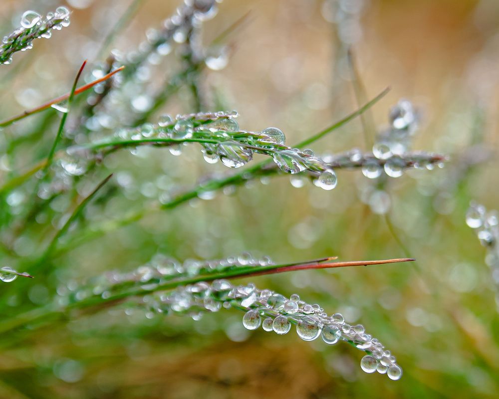 После дождя