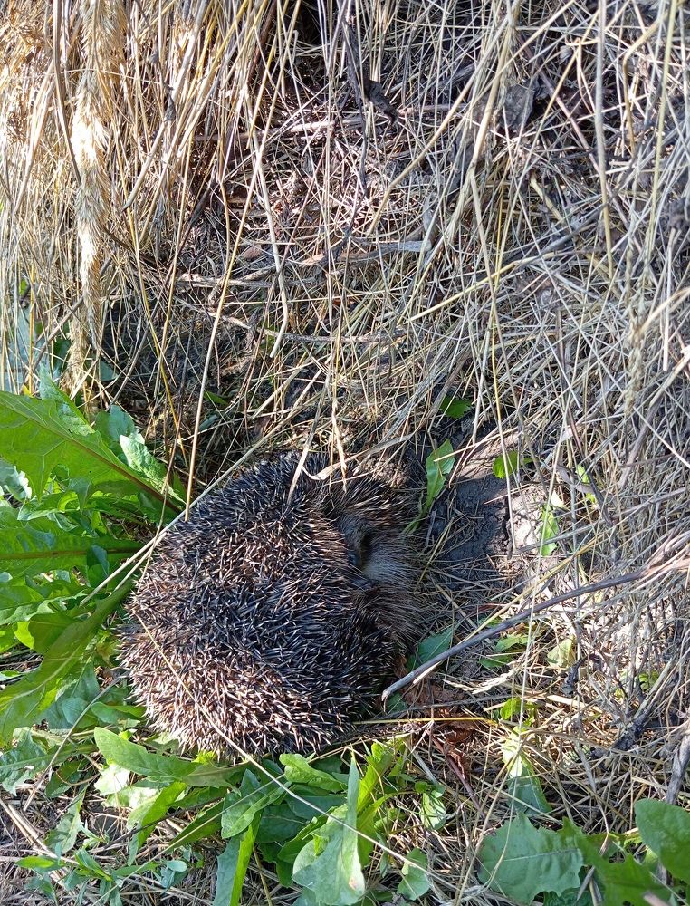 Photograph by Елена Коробченко