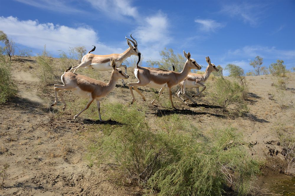 Фотография автора Игорь Ломов