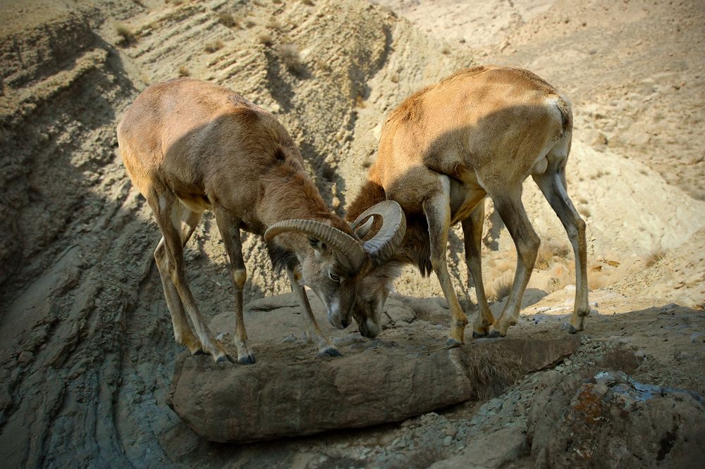 Фотография автора Игорь Ломов