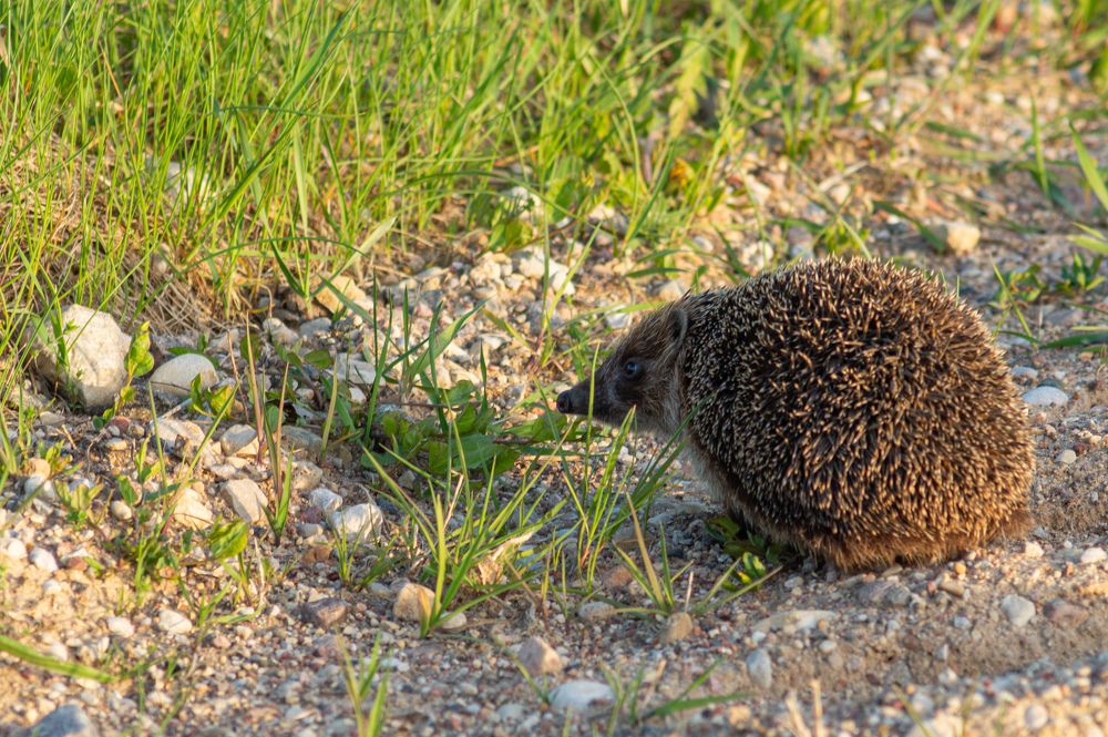 Фотография автора Нина Шкляр