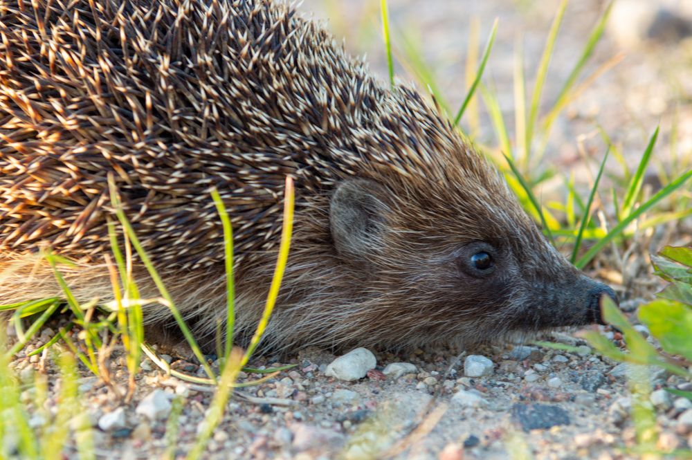 Фотография автора Нина Шкляр