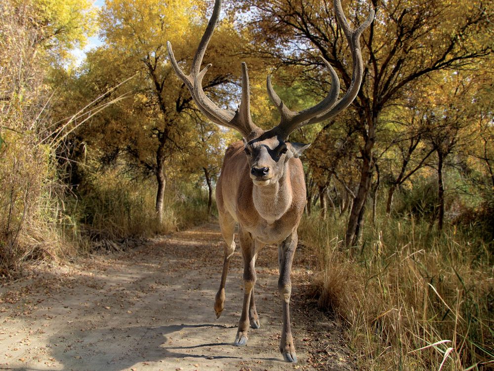 Фотография автора Игорь Ломов