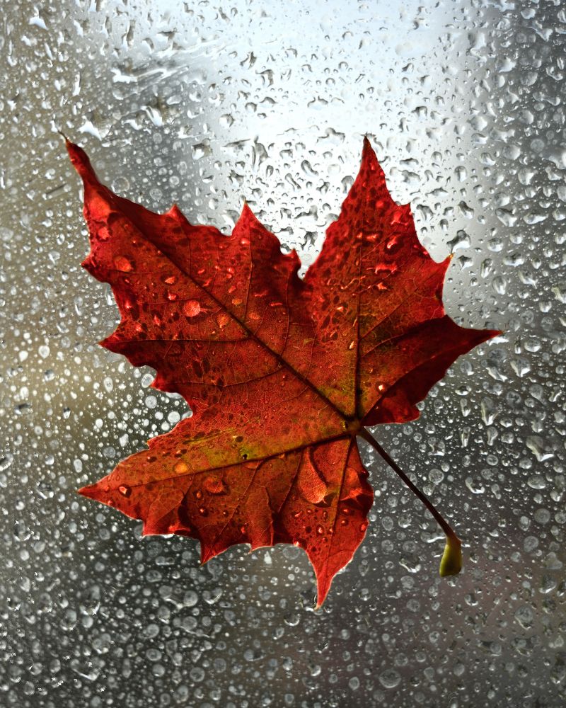 Яркие краски осени в дождливый день