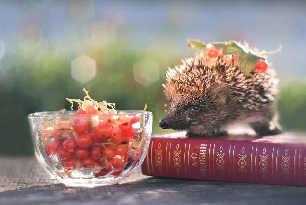 Photograph by Лапшина Владлена