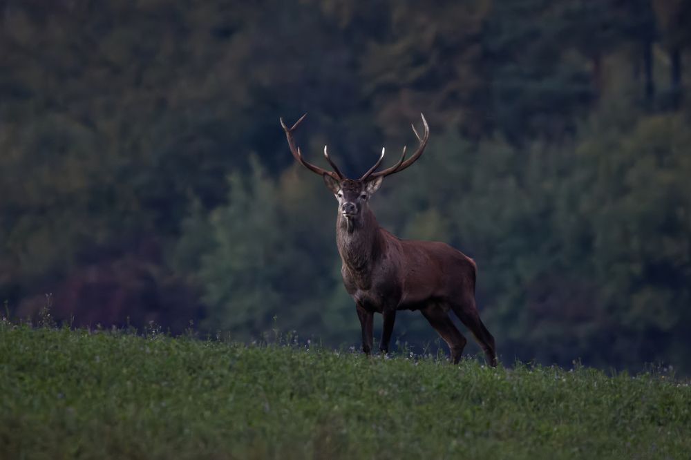 Фотография автора Jozef Mihalčin