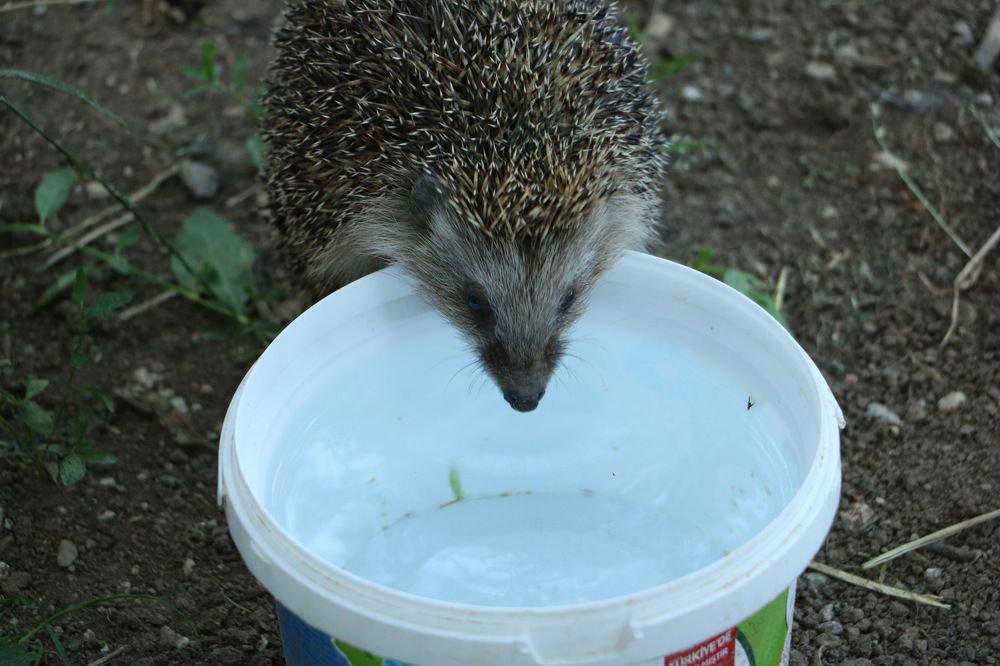 Photograph by Cengiz Yalcin