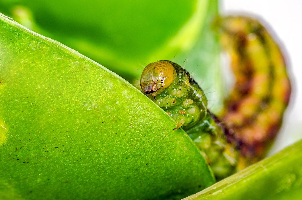 Photograph by Sahar Jafari