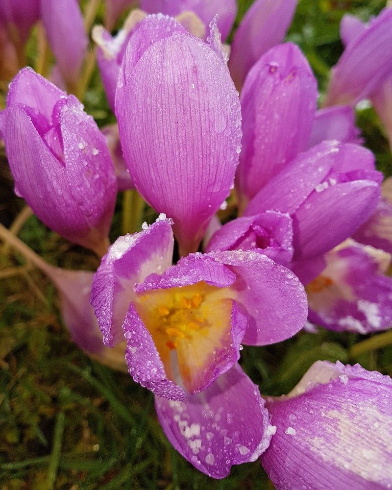 Капли на осеннем крокусе безвременнике