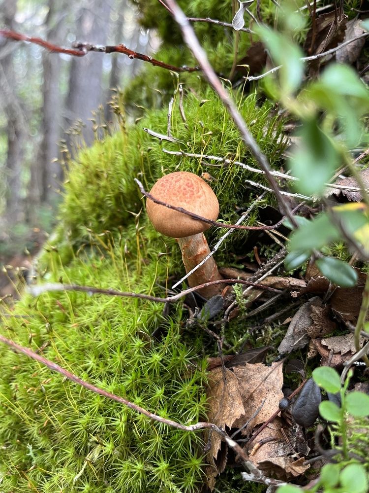 Photograph by Екатерина Сбитякова