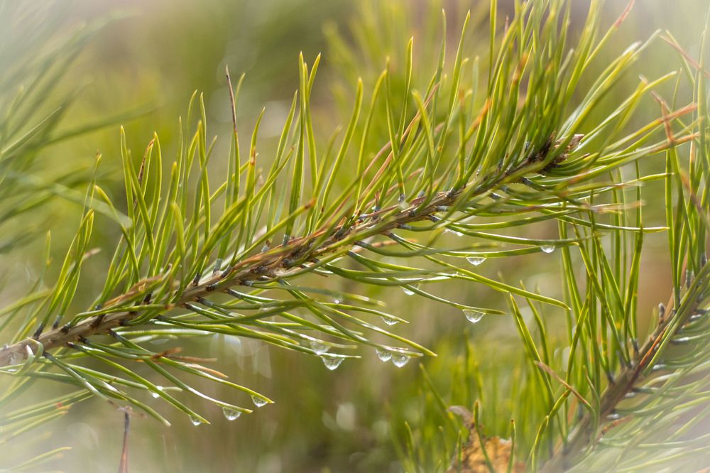 Photograph by Евгения Антропова